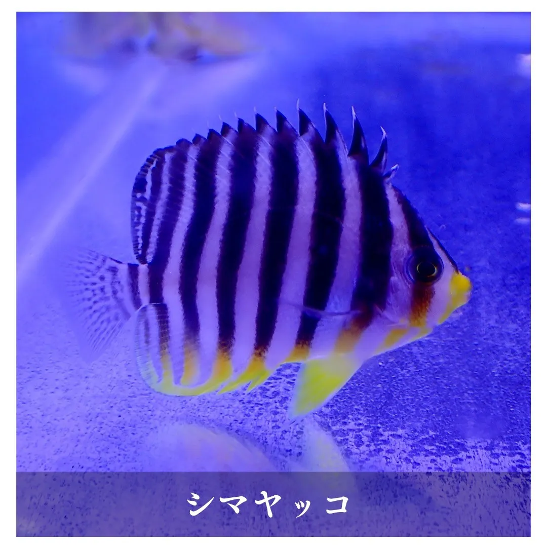 アクアリウムのある暮らし取り扱いの生き物紹介🐟