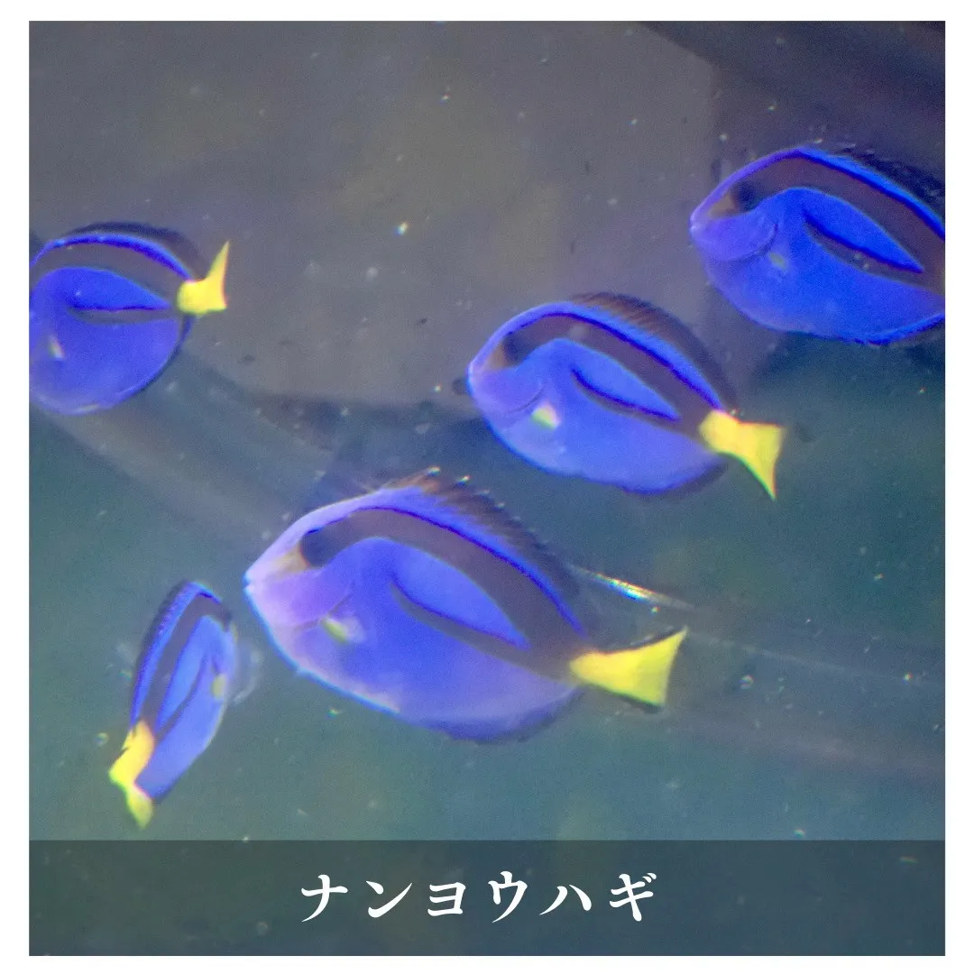 アクアリウムのある暮らし取り扱いの生き物紹介🐟