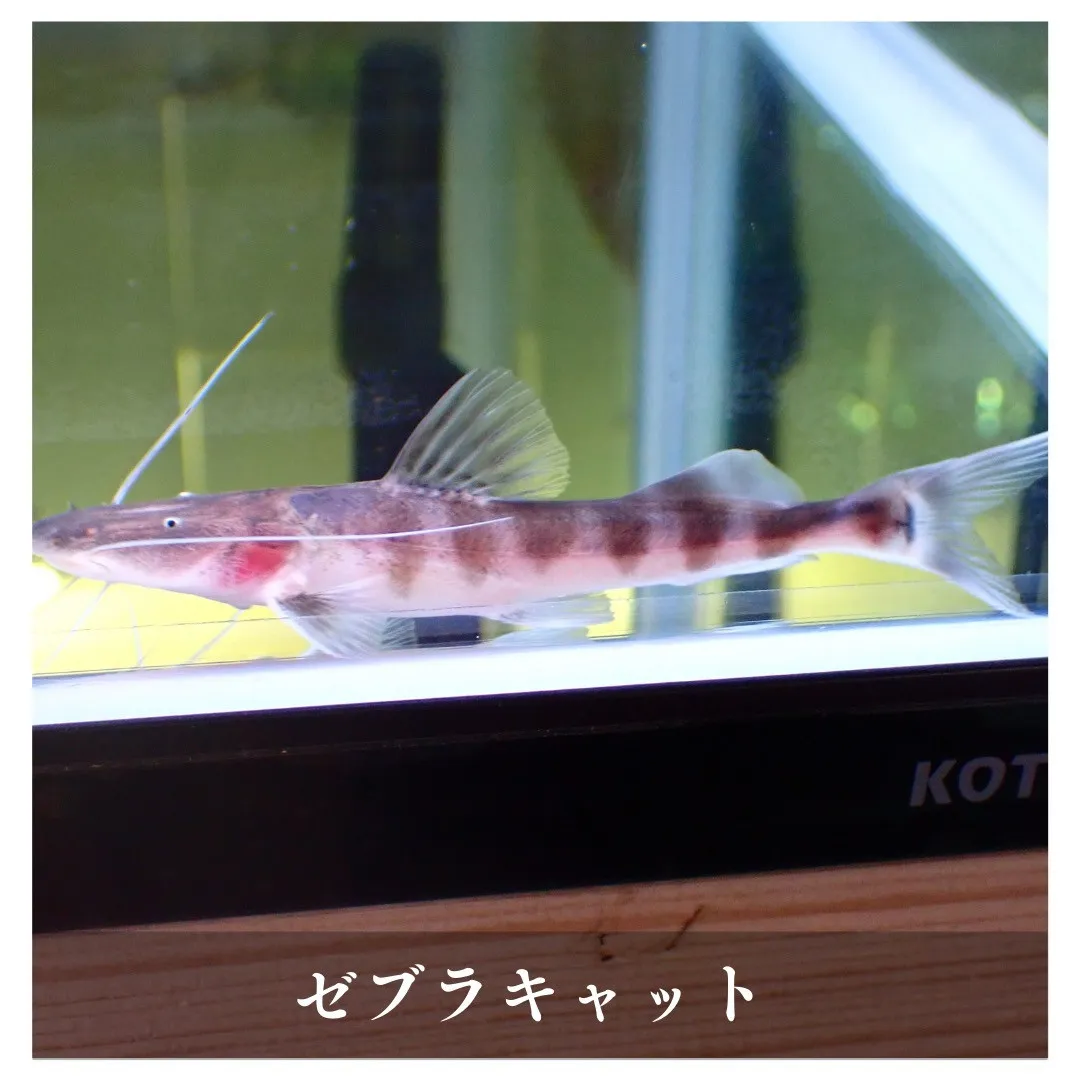 アクアリウムのある暮らし取り扱いの生き物紹介🐟