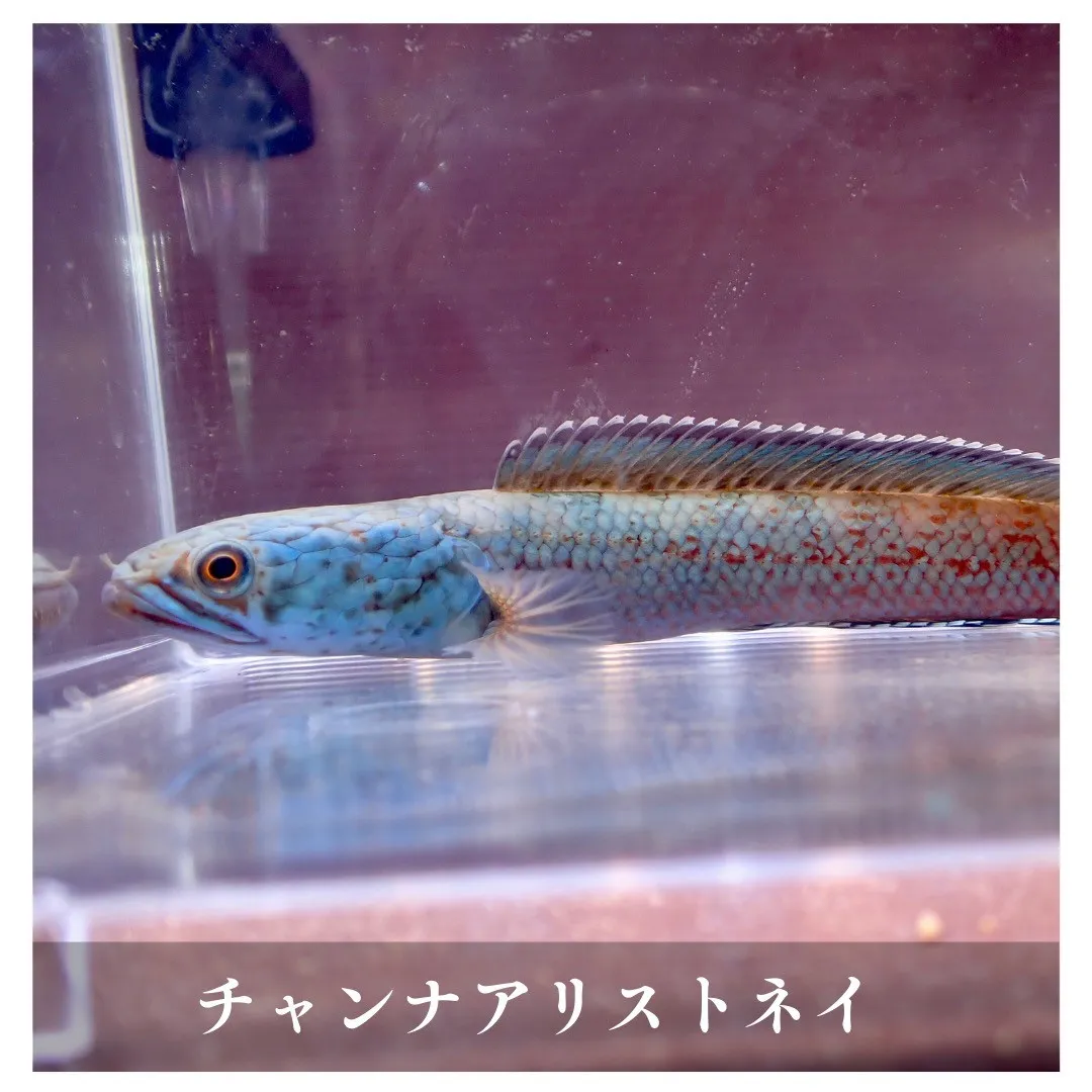 アクアリウムのある暮らし取り扱いの生き物紹介🐟