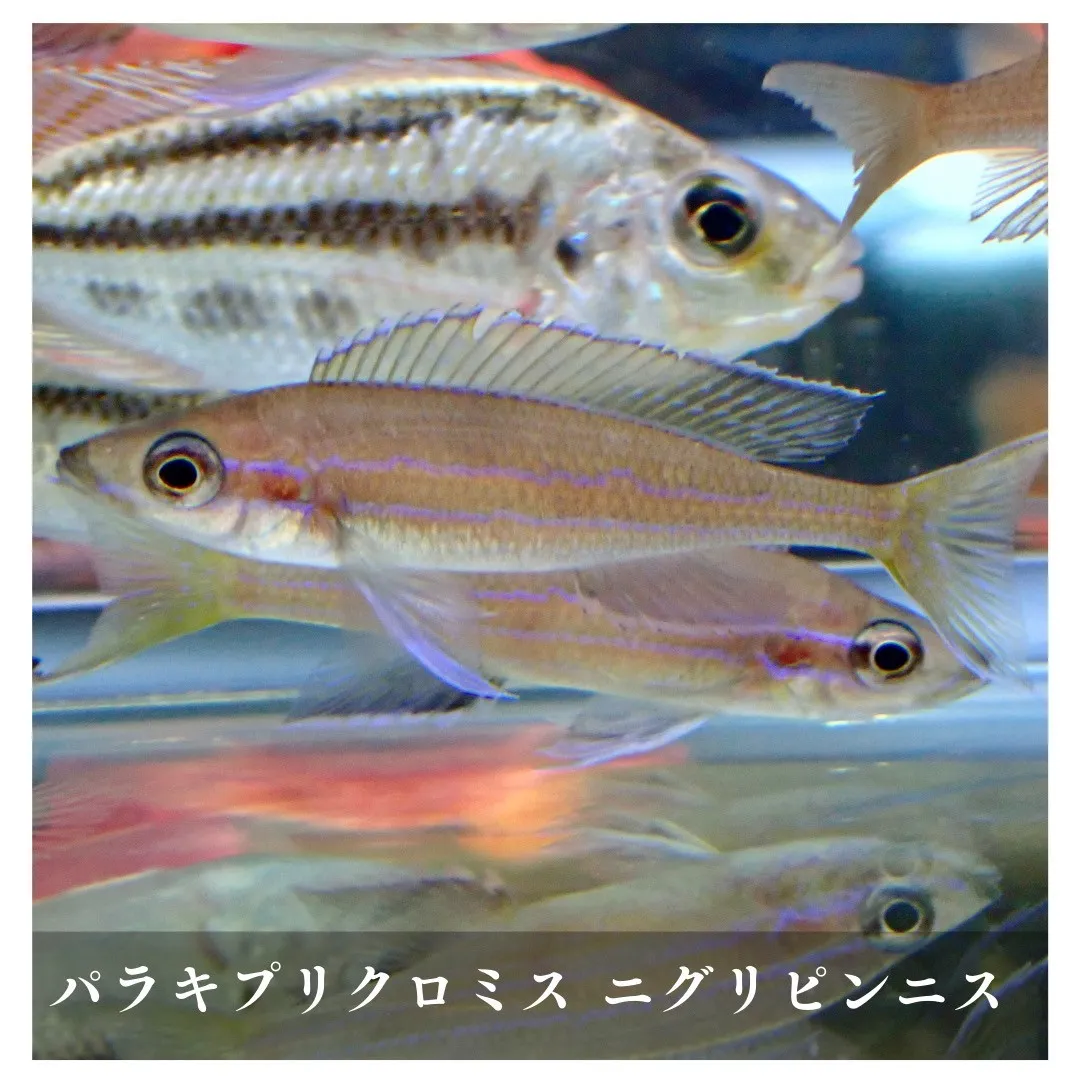 アクアリウムのある暮らし取り扱いの生き物紹介🐟