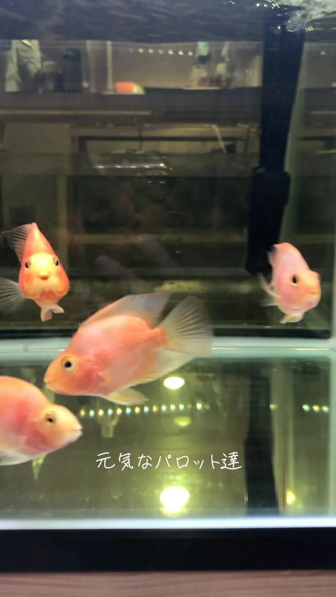 元気なパロット達！餌食い抜群！#熱帯魚  #アクアリウム  ...