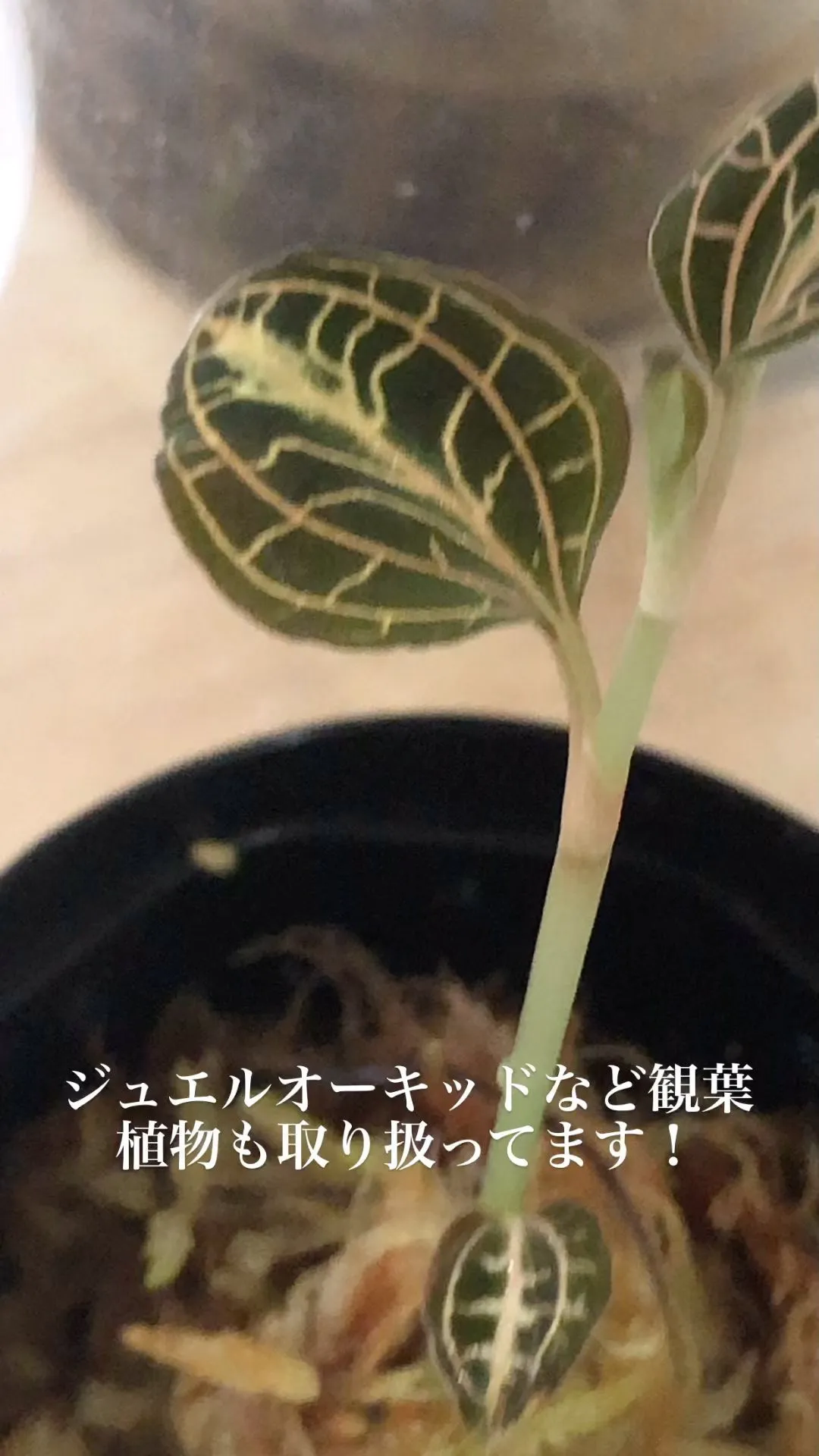 ジュエルオーキッドなど観葉植物も取り扱ってます！#アクアリウ...